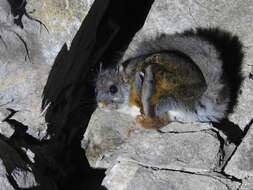 Image of Complex-toothed flying squirrel