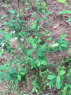 Plancia ëd Exochorda racemosa (Lindl.) Rehd.