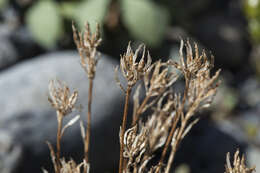 Image of Braya rosea (Turcz.) Bunge