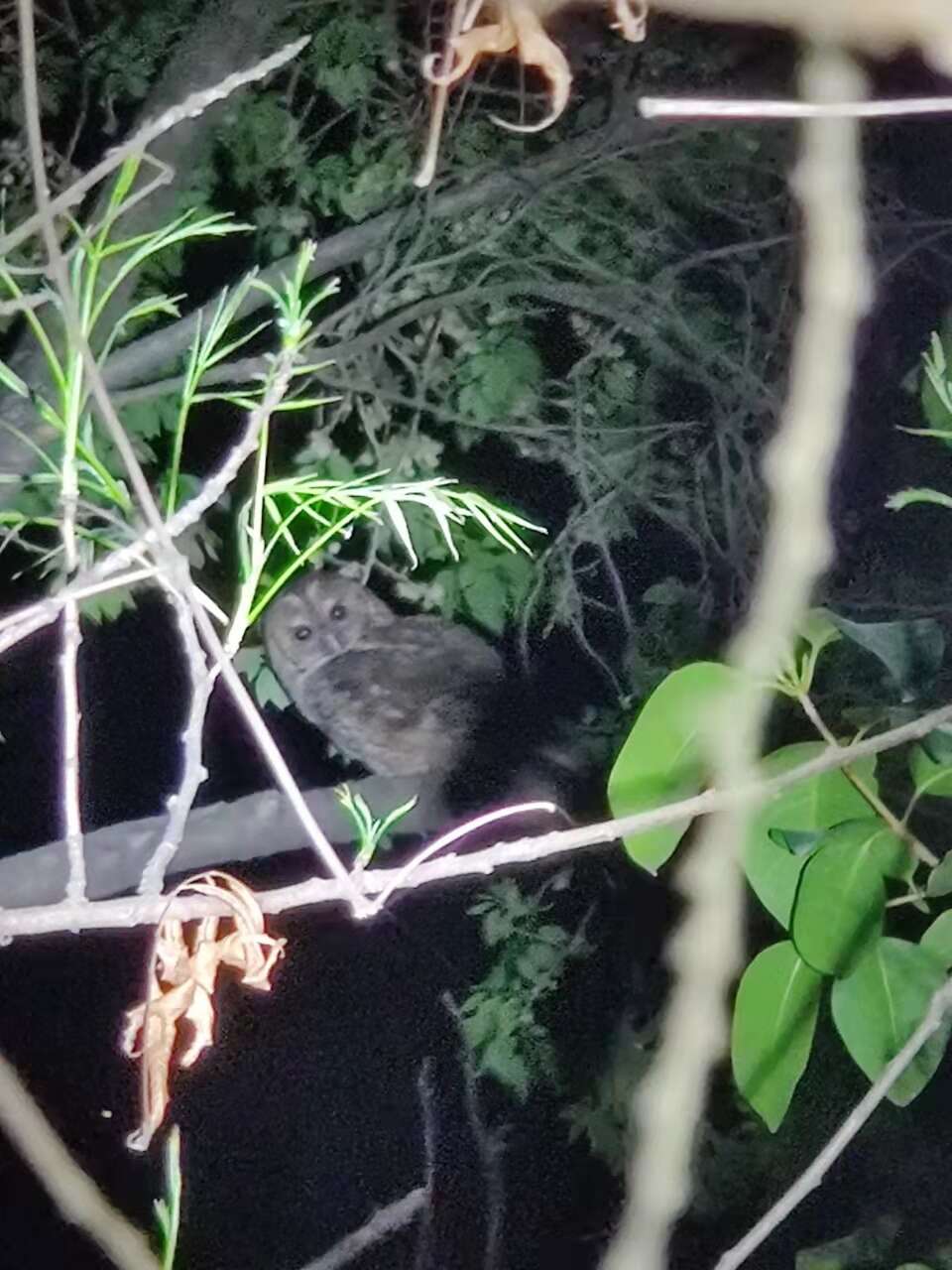 Image of Himalayan Owl