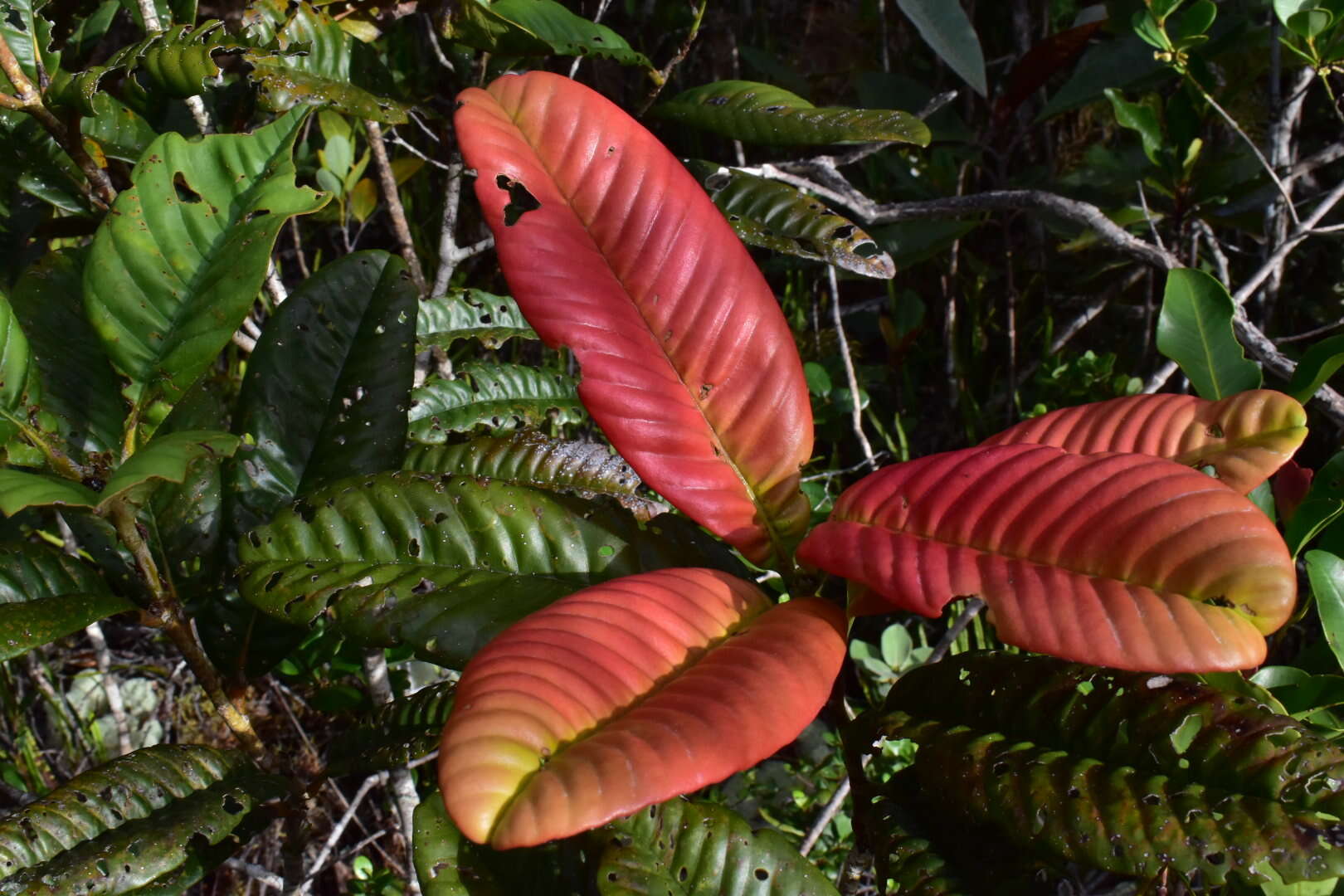 Image of Nothofagus codonandra (Baill.) Steenis