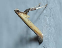 Image of Caloptilia violacella (Clemens 1860)