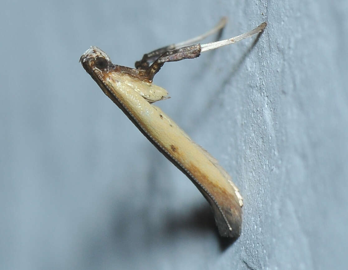 Image of Caloptilia violacella (Clemens 1860)