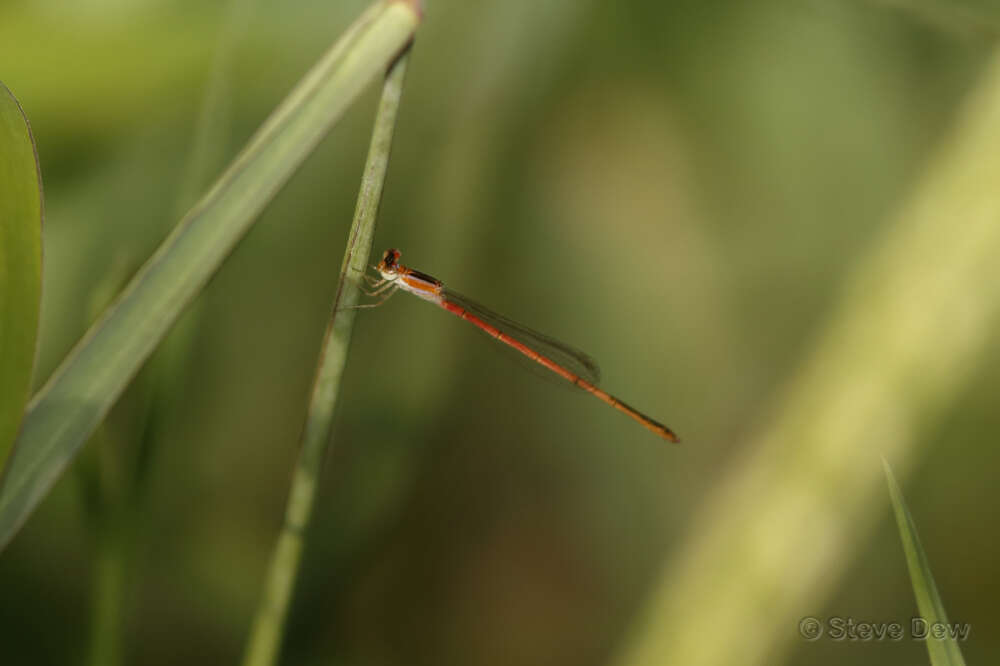 Sivun Agriocnemis argentea Tillyard 1906 kuva