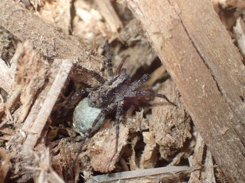 Image of Pardosa dorsuncata Lowrie & Dondale 1981