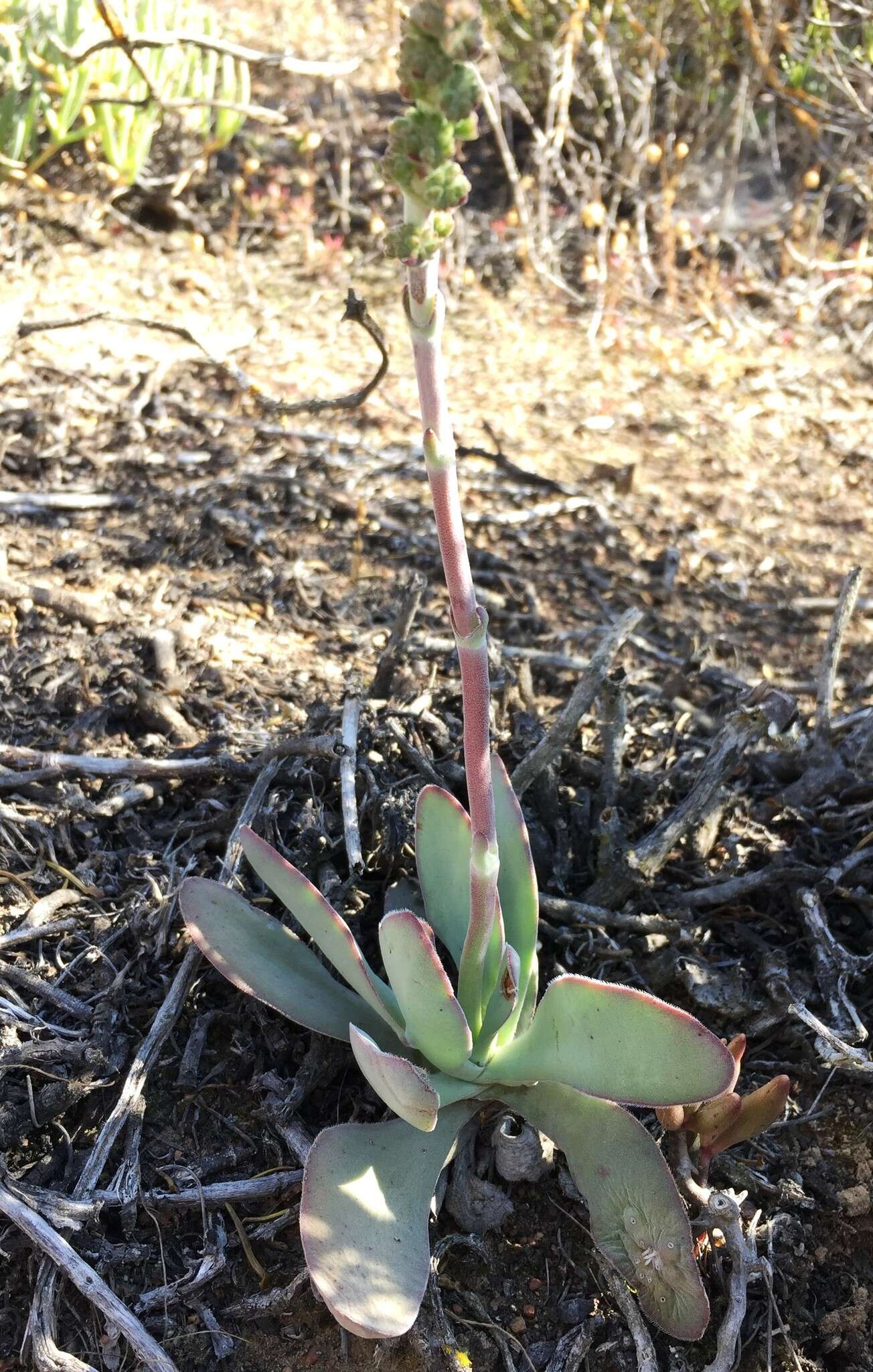 Image of Crassula cotyledonis Thunb.