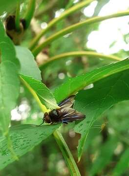 Image of Phasia hemiptera (Fabricius 1794)