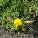 Plancia ëd Ononis natrix subsp. angustissima (Lam.) Sirj.