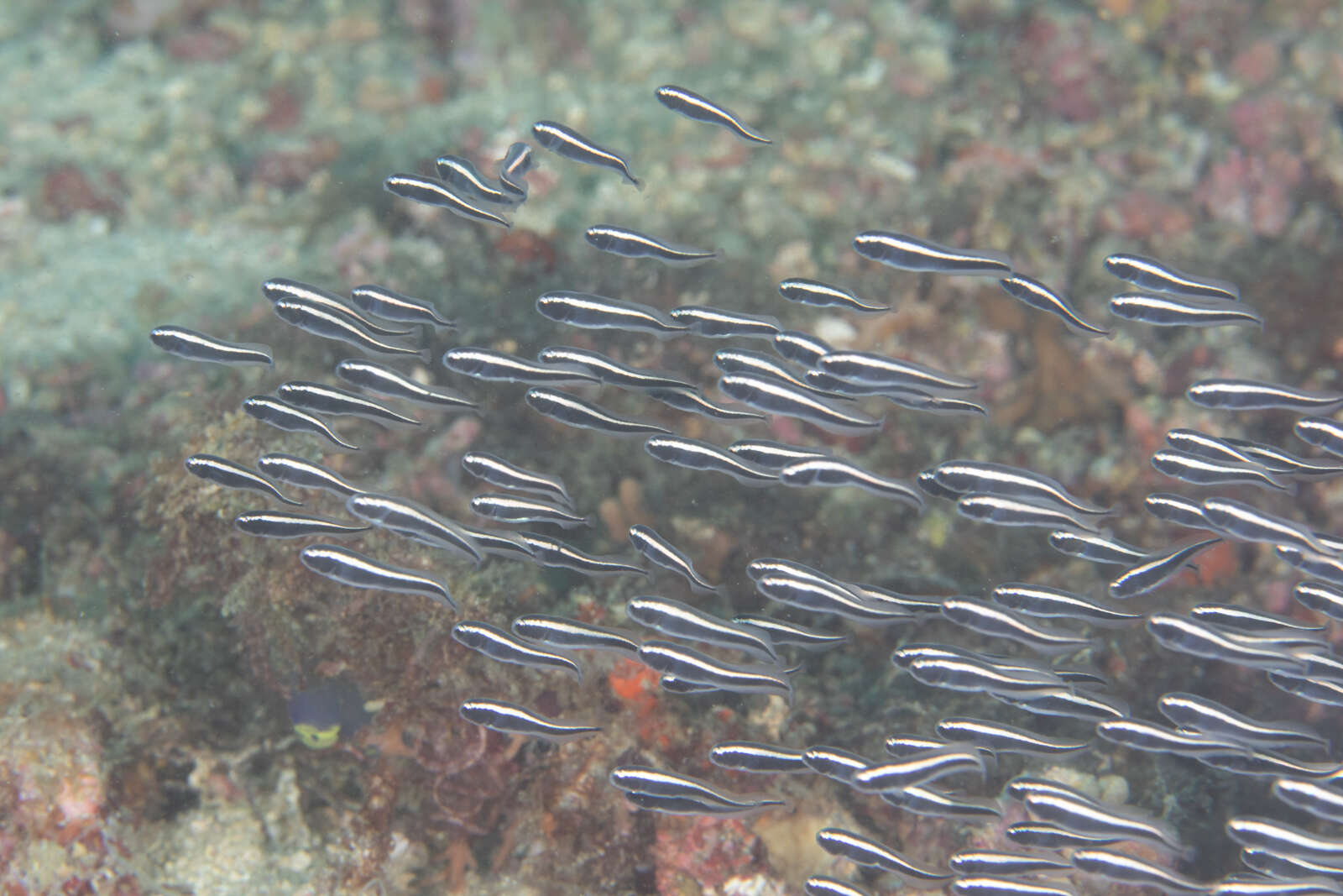 Image of convict blennies