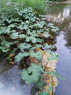 Image of Petasites radiatus (Gmel.) J. Toman