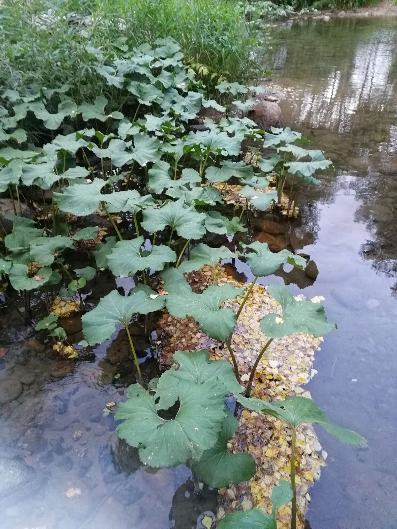 Слика од Petasites radiatus (Gmel.) J. Toman