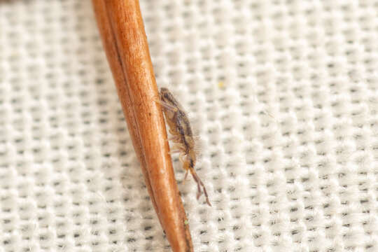 Image of Entomobrya comparata Folsom & JW 1919