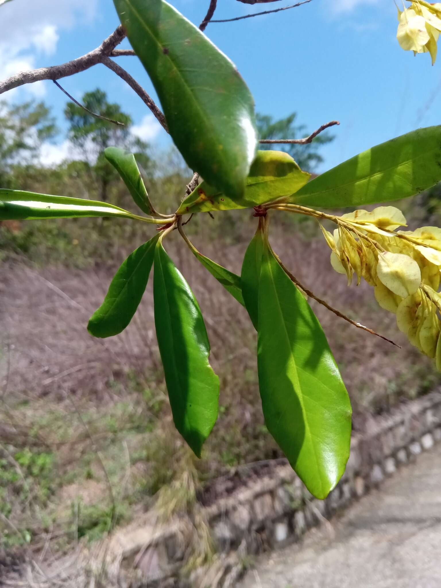 Sivun Terminalia perrieri Capuron kuva