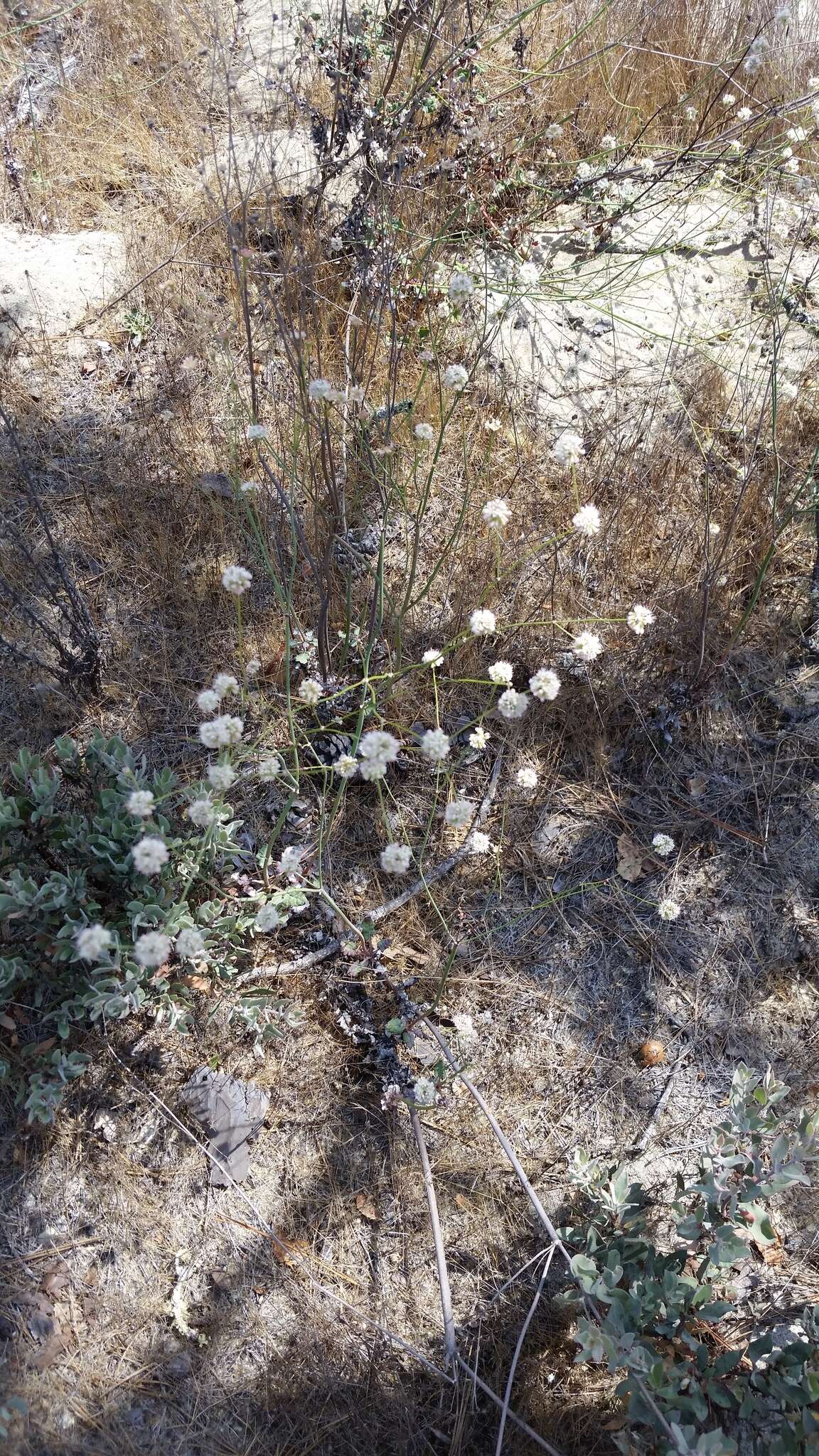 Image of naked buckwheat