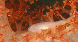 Image of Soft coral ghostgoby