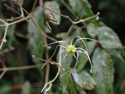 صورة Clematis morii Hayata