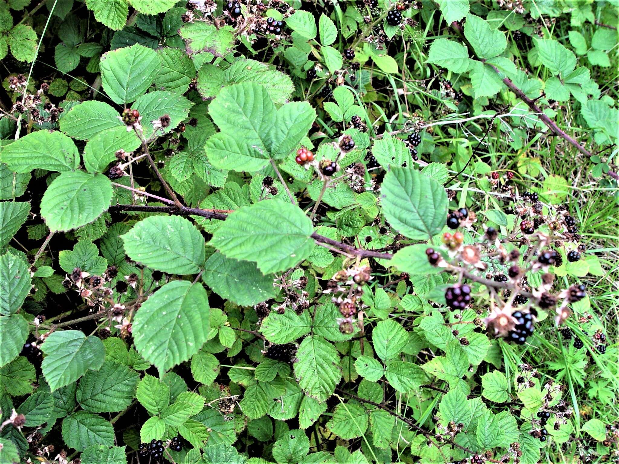 Plancia ëd Rubus warrenii Sudre