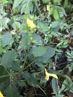 Image of Salvia japonica var. formosana Murata