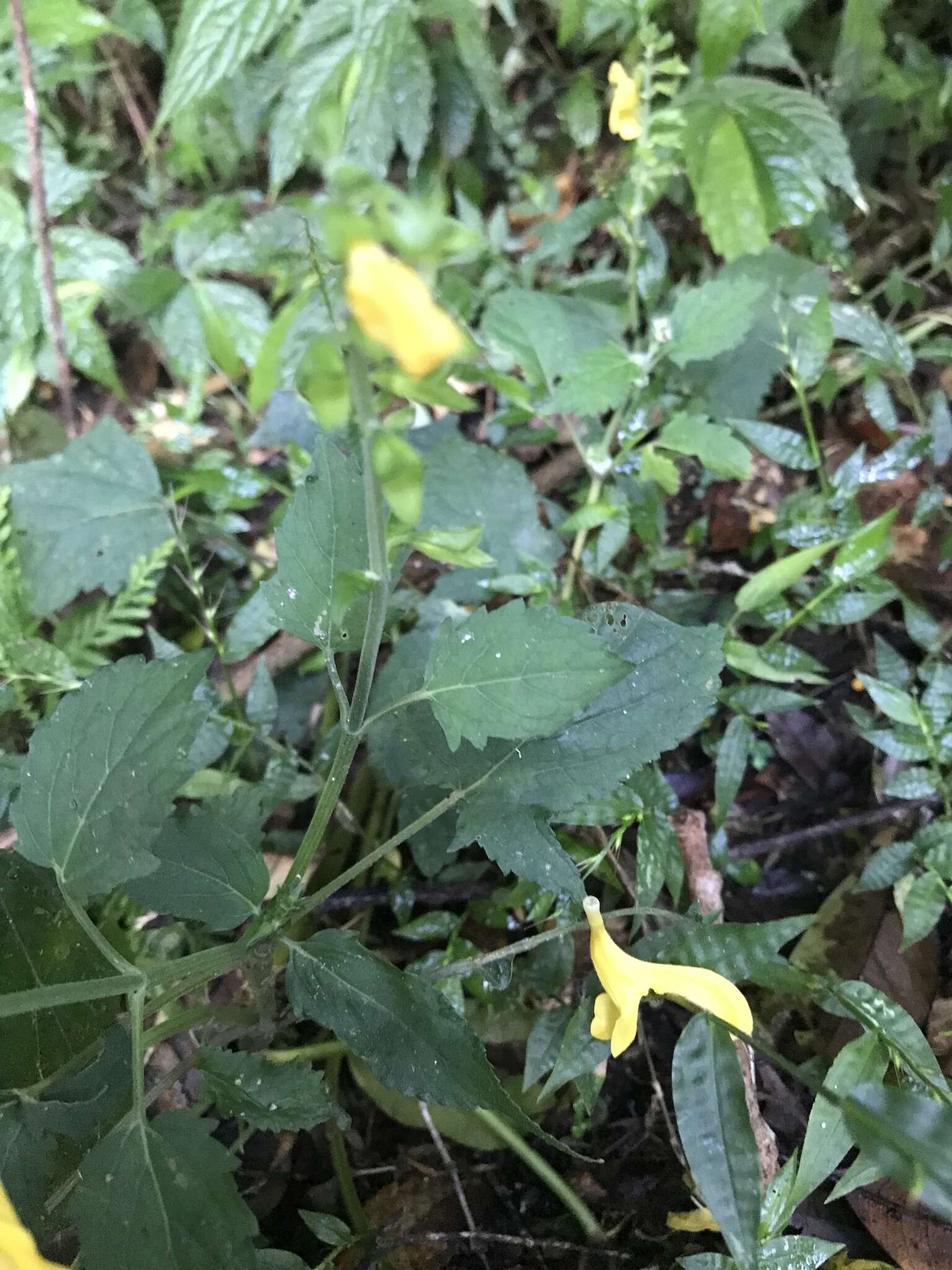 Image of Salvia japonica var. formosana Murata