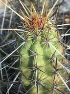 Image of Echinocereus brandegeei (J. M. Coult.) K. Schum.