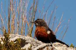 Image of Cape Rock-jumper