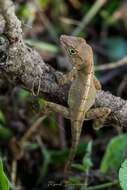 Imagem de Anolis cybotes Cope 1862