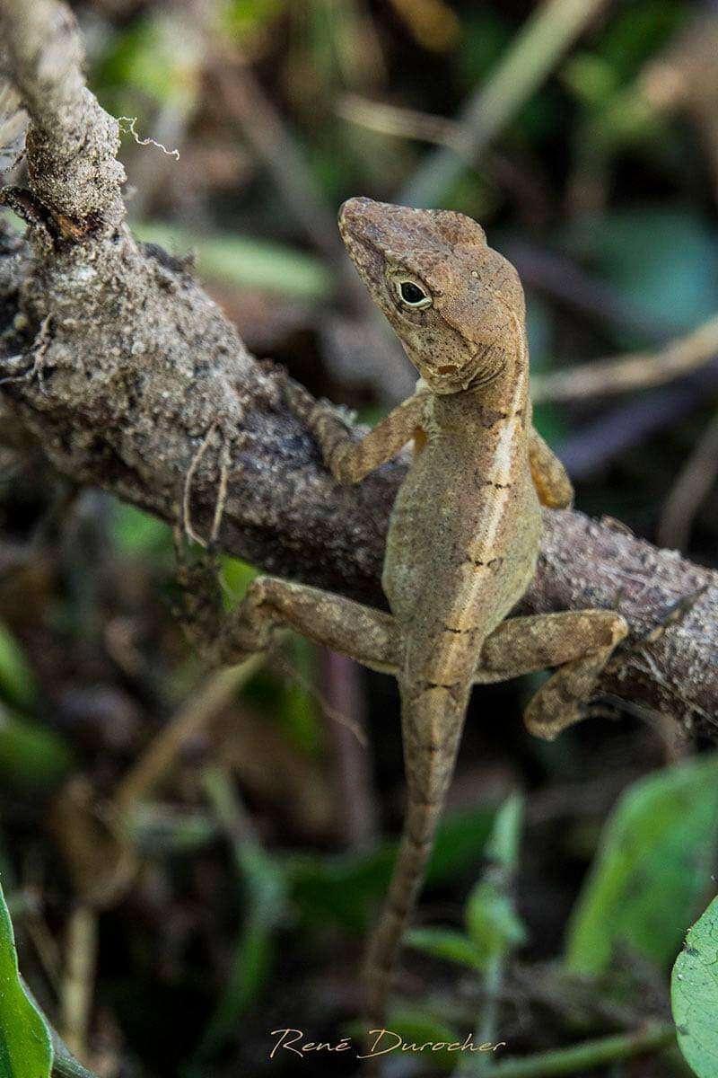 Anolis cybotes Cope 1862 resmi