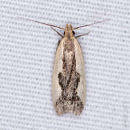 Image of Indented Dichomeris Moth