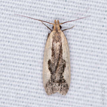 Image of Indented Dichomeris Moth