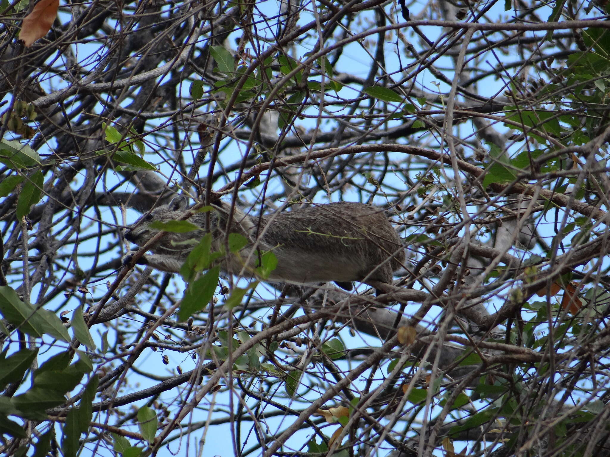 Image of Bush Hyrax