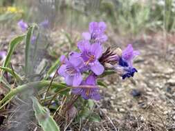 Image de Penstemon eriantherus var. whitedii (Piper) A. Nels.