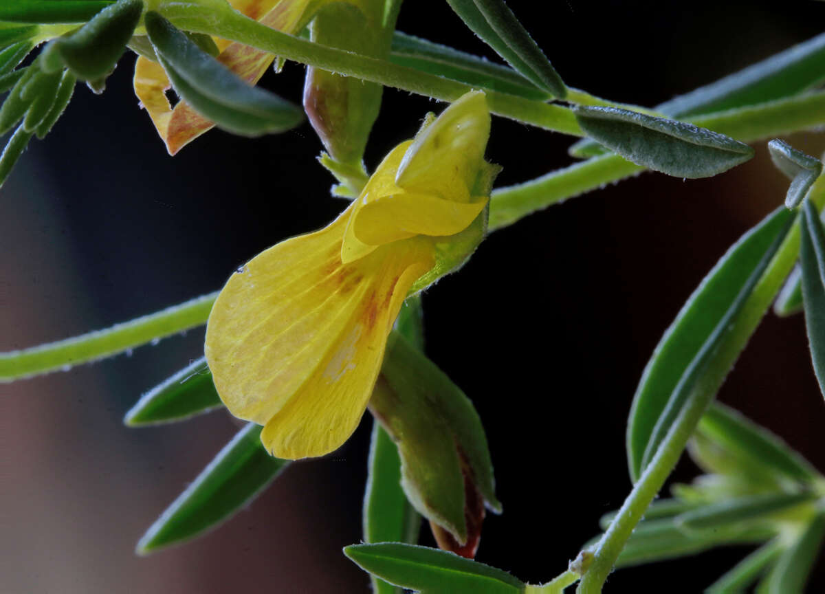 Image of Dichilus lebeckioides DC.