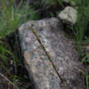 Image of Sporobolus pilifer (Trin.) Kunth