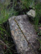 Image of Sporobolus pilifer (Trin.) Kunth
