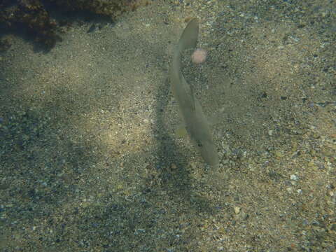 Image of Sand whiting