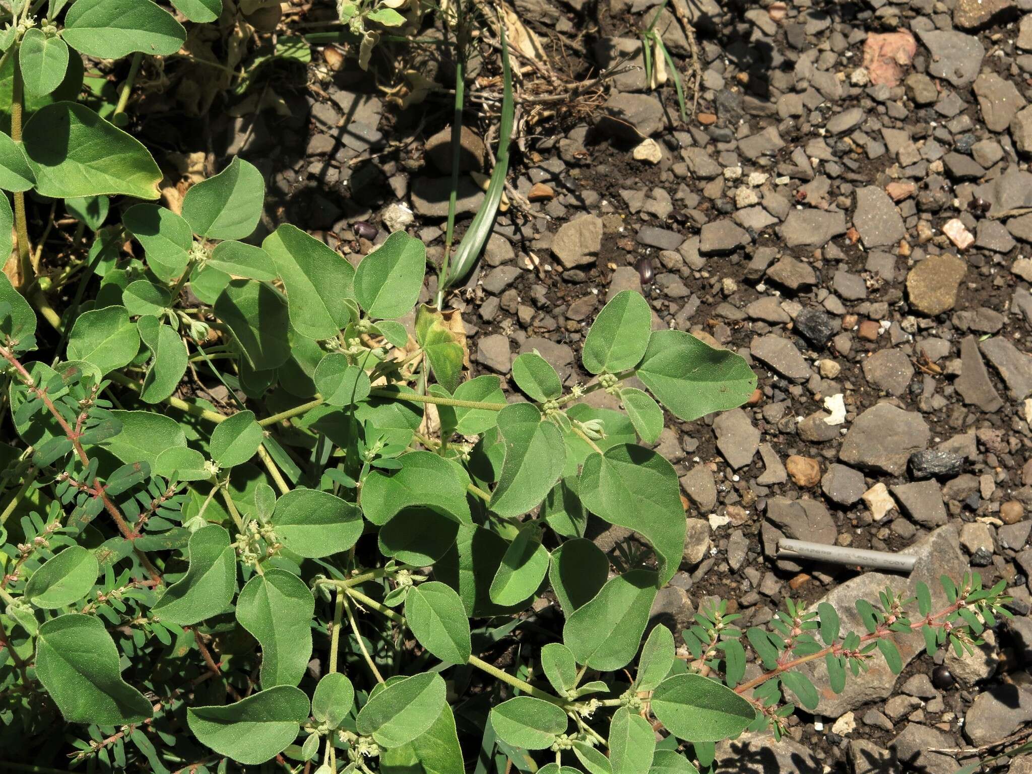 Image of threeseed croton