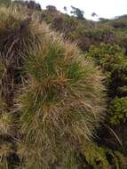 Imagem de Avenella flexuosa subsp. foliosa (Hack.) Veldkamp