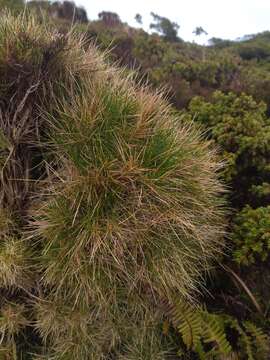 Image of Avenella flexuosa subsp. foliosa (Hack.) Veldkamp