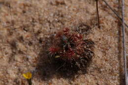 صورة Drosera nitidula subsp. omissa (Diels) N. Marchant & Lowrie