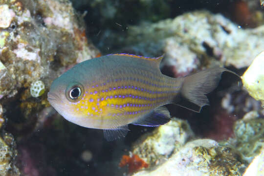 Image of Vanderbilt's Chromis