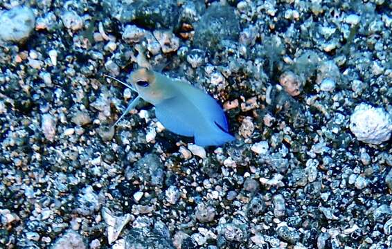 Image of Yellowhead Jawfish