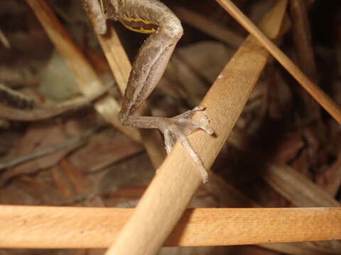 Sivun Litoria nasuta (Gray 1842) kuva