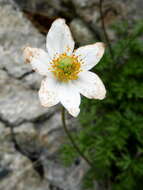 Image of Anemone baldensis subsp. pavoniana (Boiss.) Lainz