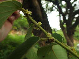 Image of Bridelia retusa (L.) A. Juss.