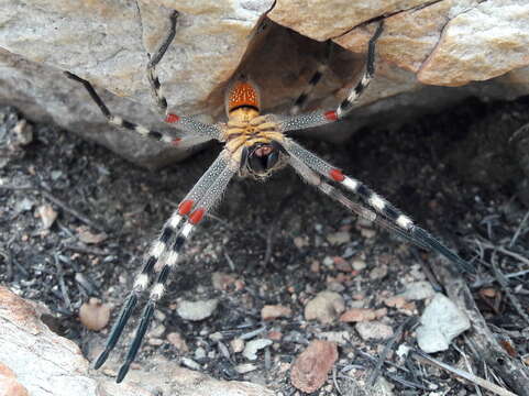 Image of Palystes karooensis Croeser 1996