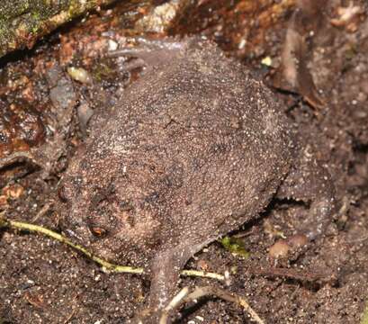 Image of Black Rain Frog