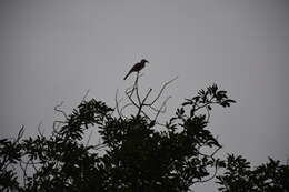 Image of African Grey Hornbill