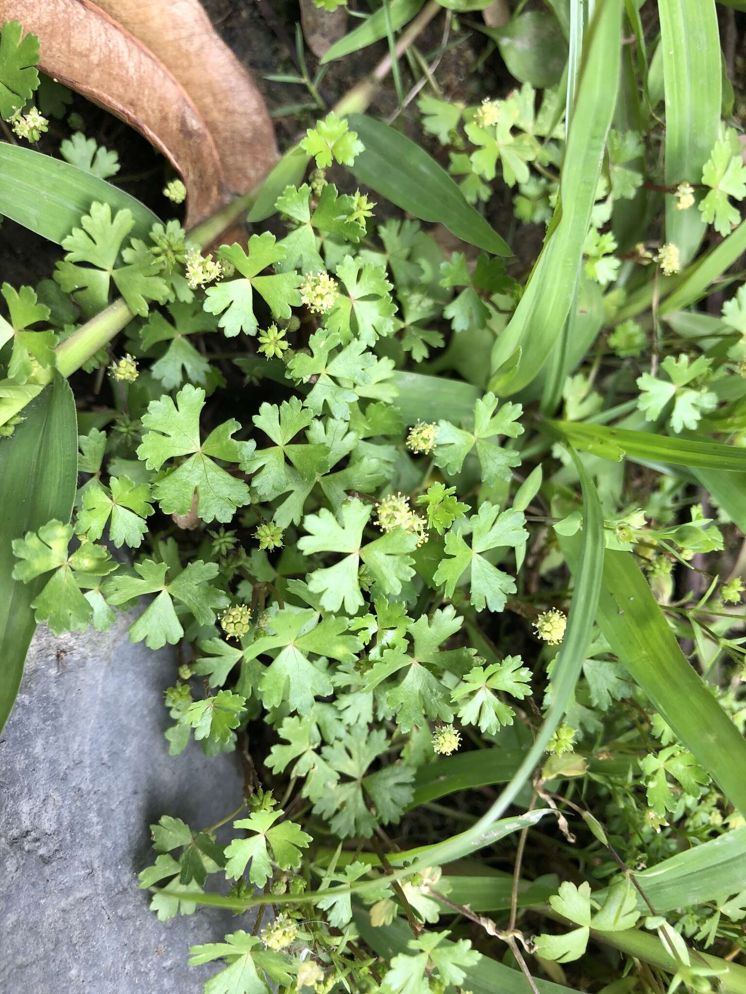 Imagem de Hydrocotyle batrachium Hance