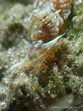 Plancia ëd Spurilla dupontae Carmona, Lei, Pola, Gosliner, Valdés & Cervera 2014