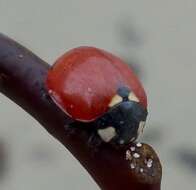 Image of California Lady Beetle